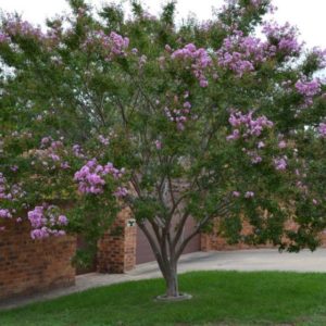 Lagerstroemia, Kreppmyrte