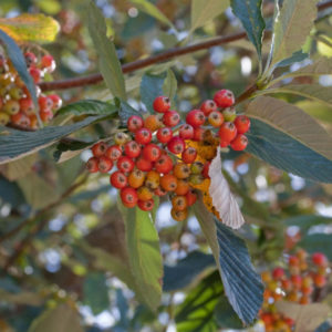Rosengewächs ECHTE MEHLBEERE