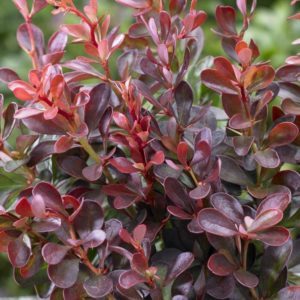Thunberg-Berberitze (Berberis thunbergii),
