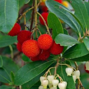 Westlicher Erdbeerbaum (Arbutus unedo