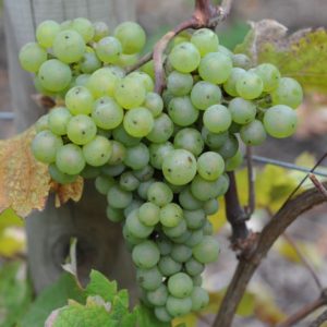 sauvignon_